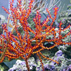 Orange Tree Gorgonian Sea Fan