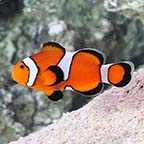 ORA® Captive-Bred Misbar Ocellaris Clownfish