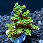 ORA® Aquacultured Marshall Island Purple Tip Nana Acropora ORA® Aquacultured Marshall Island Purple Tip Nana Acropora