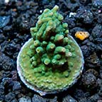 ORA® Aquacultured Marshall Island Smooth Green Acropora
