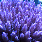 SPS Corals: Hard Coral and Stony Corals for the Aquarium