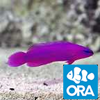ORA® Captive-Bred Fish