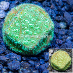 LiveAquaria® CCGC Aquacultured Green Leptoseris Coral Frag LiveAquaria® CCGC Aquacultured Green Leptoseris Coral Frag