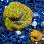 LiveAquaria® CCGC Aquacultured Orange Leptoseris Coral Frag LiveAquaria® CCGC Aquacultured Orange Leptoseris Coral Frag