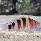 Caribbean Redspotted Hawkfish 