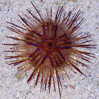 Longspine Urchin, Blue Spot