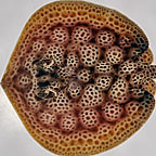 Round Stingray 
