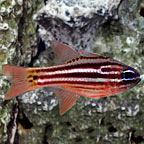 Ochrestriped Cardinalfish, Ostorhinchus compressus