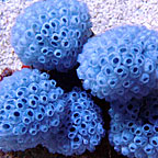 Blue Lollypop Tunicate