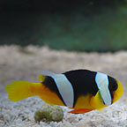 True Sebae Clownfish - Captive-Bred