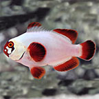 ORA® Captive-Bred Gold Nugget Maroon Clownfish