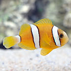ORA® Captive-Bred Clarkii Clownfish 