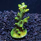 ORA® Aquacultured Green Planet Acropora Coral