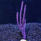 Purple Ribbon Gorgonian Sea Fan