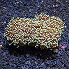 Frogspawn Coral, Thin Branched