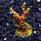 Neon Green Polyp Acropora Coral, Aquacultured ORA®