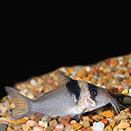 Virginiae Corydoras Catfish