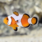Davinci Clownfish Grade A, Captive Bred