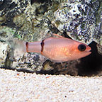 Red Belted Cardinalfish