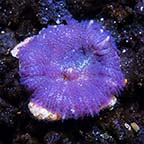 Bullseye Mushroom, Purple