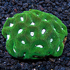 Goniastrea Coral, Green with Neon Green Centers