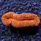 Open Brain Coral, Orange 