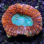 Australian Open Brain Coral, Red & Green