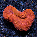 Australian Open Brain Coral, Super Red 