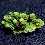 Maldivensis Pavona Coral