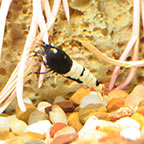 German Black Pinto Shrimp