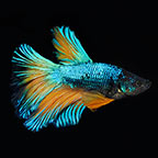 Royal Blue Mustard Betta| Tropical fish for Freshwater aquariums 