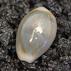 Ring Cowrie 