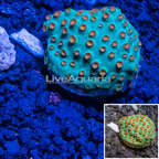 LiveAquaria® CCGC Aquacultured Green and Orange Cyphastrea Coral