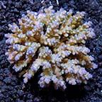 Acorpora Coral, Assorted