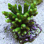 Green Millepora Acropora Coral