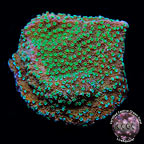 LiveAquaria® CCGC Aquacultured Teal Polyp Montipora Coral