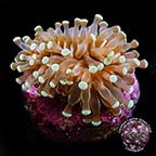 LiveAquaria® CCGC Aquacultured Grape Cristata Coral