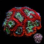 LiveAquaria® CCGC Aquacultured Green & Red Favia Coral
