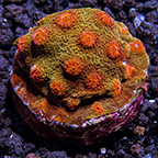 Red and Orange Cyphastrea Coral
