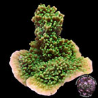Green Apple Cap Coral - Aquacultured