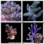 Aquacultured Coral Packs