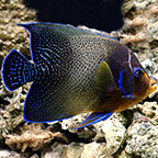 Koran Angelfish 