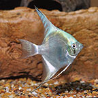Freshwater Angelfish for Sale: Koi Angelfish and Veil Tailed Angelfish