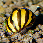 FW-Zebra Nerita Snail Group