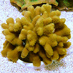 Yellow Porites Coral