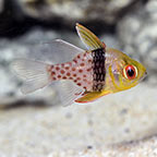Cardinalfish Marine Fish