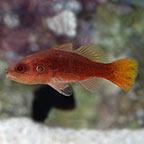 Redtail Cardinalfish