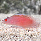 Ring Eyed Dottyback, Pseudoplesiops typus