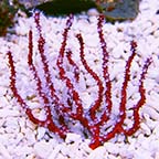 Red Finger Gorgonian Sea Fan