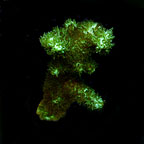 ORA® Aquacultured Green Hydnophora Coral